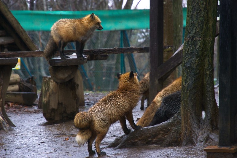 Le village des renards de Zao: Zao Kitsune Mura Zao Kitsune Mura le village des renards japon 19 Zao-Kitsune-Mura-le-village-des-renards-japon-19