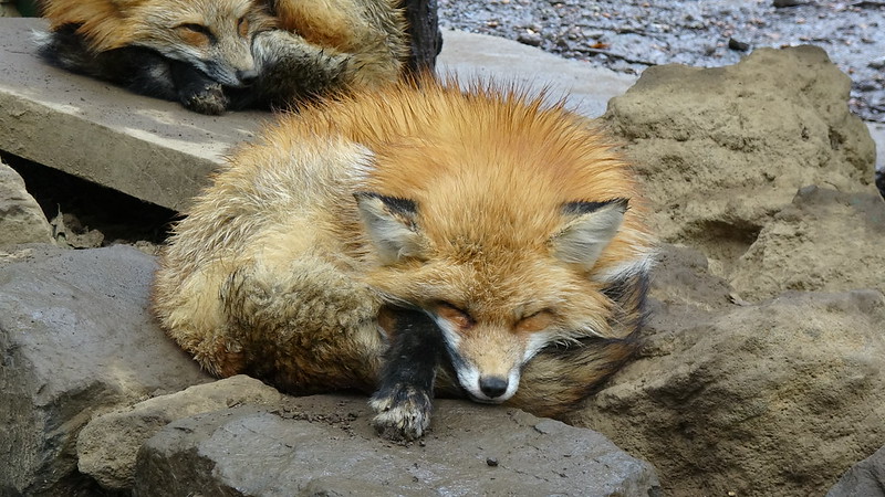Le village des renards de Zao: Zao Kitsune Mura Zao Kitsune Mura le village des renards japon 20 Zao-Kitsune-Mura-le-village-des-renards-japon-20