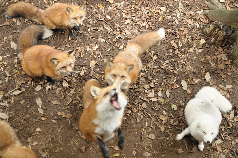 Le village des renards de Zao: Zao Kitsune Mura Zao Kitsune Mura le village des renards japon 5 Zao-Kitsune-Mura-le-village-des-renards-japon-5