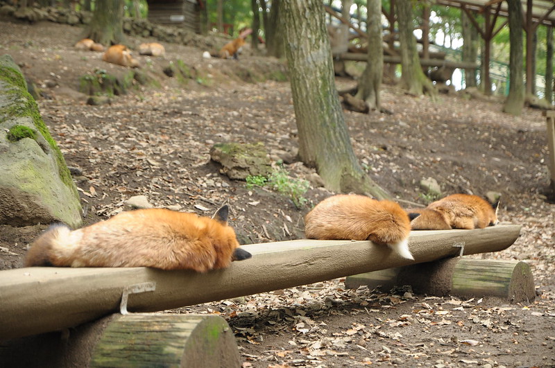 Le village des renards de Zao: Zao Kitsune Mura Zao Kitsune Mura le village des renards japon 8 Zao-Kitsune-Mura-le-village-des-renards-japon-8