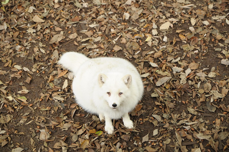 Le village des renards de Zao: Zao Kitsune Mura Zao Kitsune Mura le village des renards japon 9 Zao-Kitsune-Mura-le-village-des-renards-japon-9