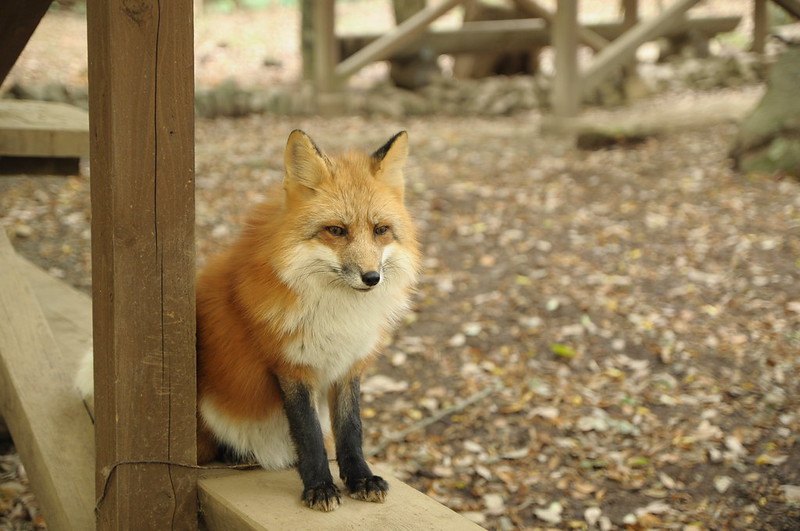 Le village des renards de Zao: Zao Kitsune Mura ao Kitsune Mura le village des renards japon 7 ao-Kitsune-Mura-le-village-des-renards-japon-7