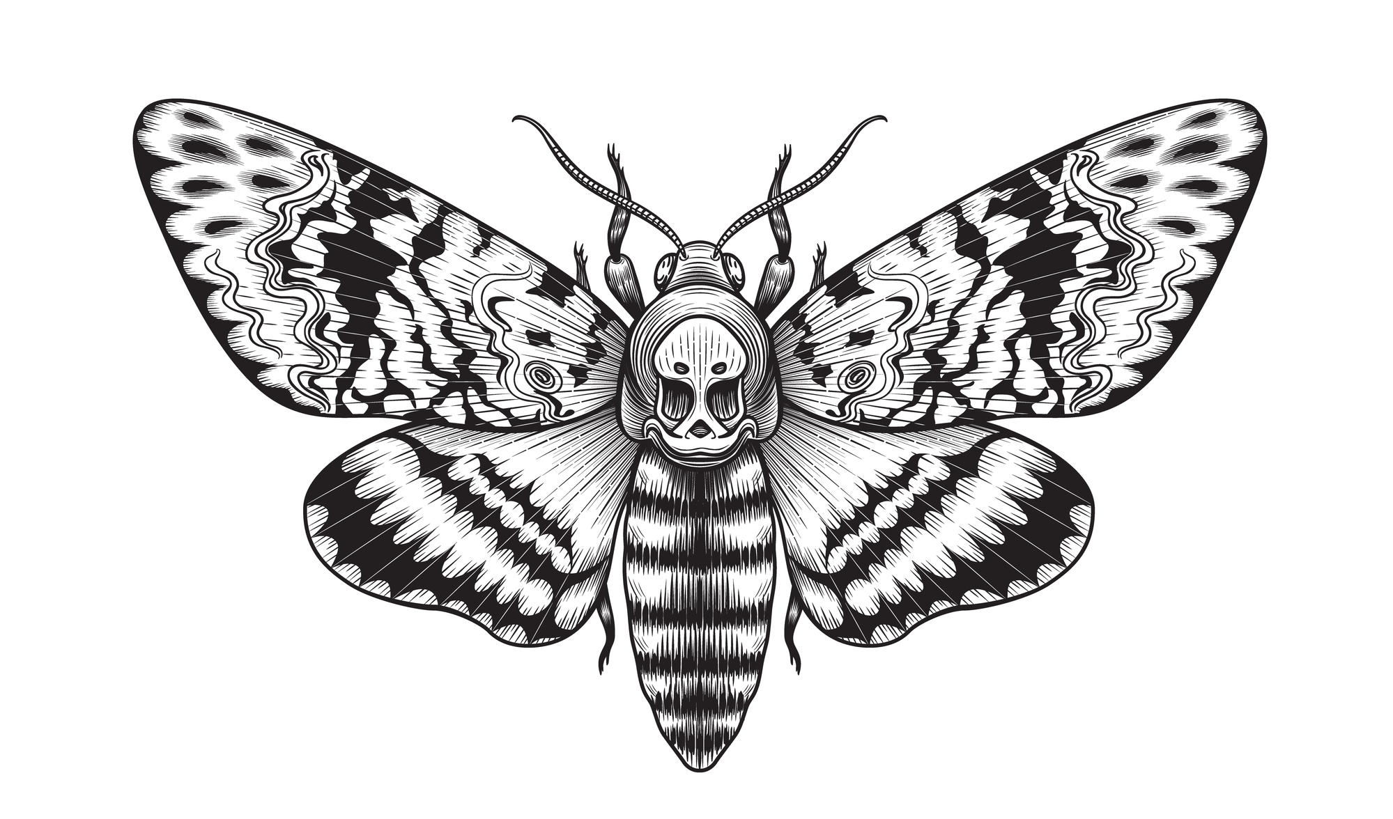 Le sphynx tête de mort dessin tatouage sphynx tete de mort 5 dessin-tatouage-sphynx-tete-de-mort-5