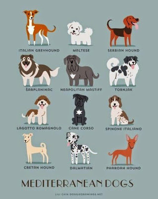 Infographies: nationalité des chiens la nationalite des chiens 14 mediteranee la-nationalite-des-chiens-14-mediteranee