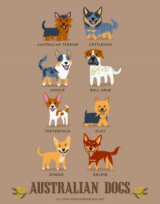 Infographies: nationalité des chiens la nationalite des chiens 2 australie la-nationalite-des-chiens-2-australie