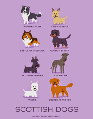 Infographies: nationalité des chiens la nationalite des chiens 8 ecosse la-nationalite-des-chiens-8-ecosse