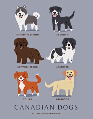 Infographies: nationalité des chiens la nationalite des chiens 9 canada la-nationalite-des-chiens-9-canada