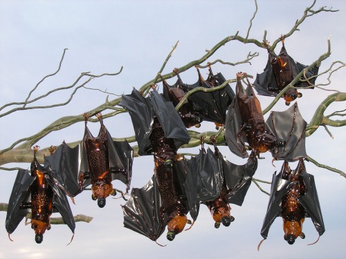 Les recyclages de bouteilles plastiques en sculptures de Veronica Richterova recyclages de bouteilles plastiques en sculptures par Veronica Richterova 7 chauve souris recyclages-de-bouteilles-plastiques-en-sculptures-par-Veronica-Richterova-7-chauve-souris