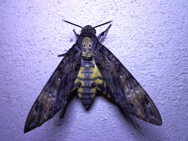 Le sphynx tête de mort sphynx tete de mort papillon 2 sphynx-tete-de-mort-papillon-2