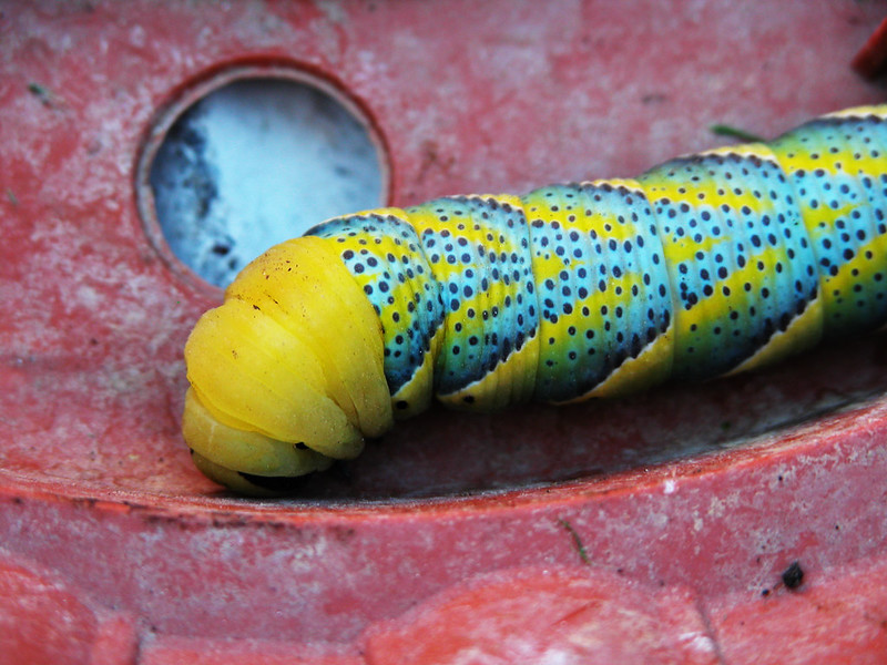 Le sphynx tête de mort sphynx tete de mort papillon chenille sphynx-tete-de-mort-papillon-chenille