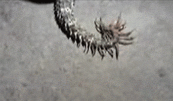 Une vipère à queue d’araignée, le serpent qui piège les oiseaux avec sa queue vipere a queue d araignee Une vipère à queue d'araignée
