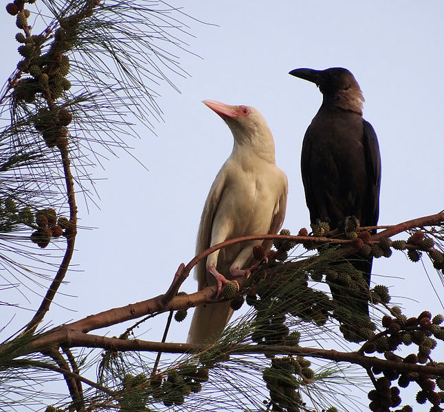 30 animaux albinos : entre rareté et beauté insolite 30 animaux albinos 23 corbeau Corbeau albinos sur une branche