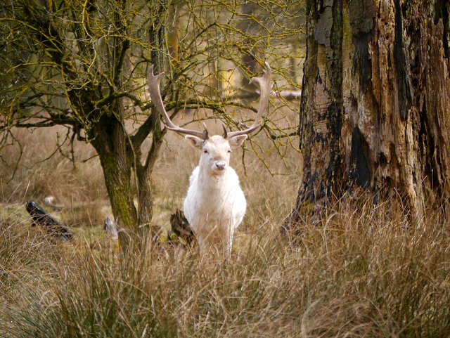 30 animaux albinos : entre rareté et beauté insolite 30 animaux albinos 24 cerf 30-animaux-albinos-24-cerf