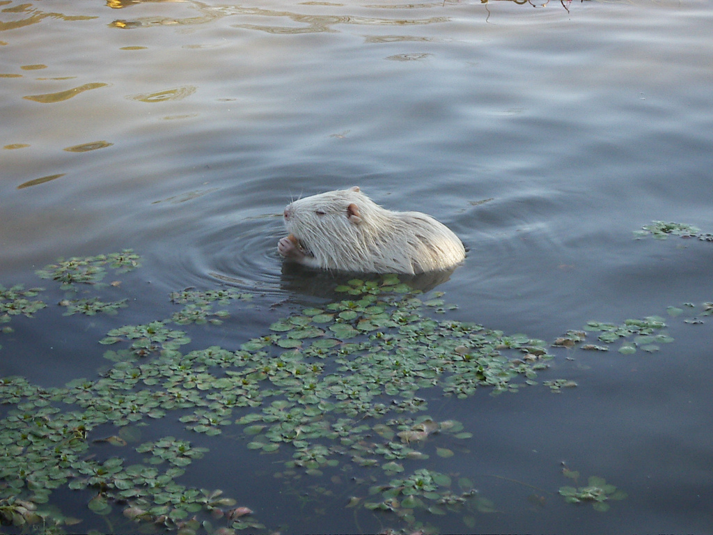 30 animaux albinos : entre rareté et beauté insolite 30 animaux albinos 27 ragondin albinos 2 30-animaux-albinos-27-ragondin-albinos-2