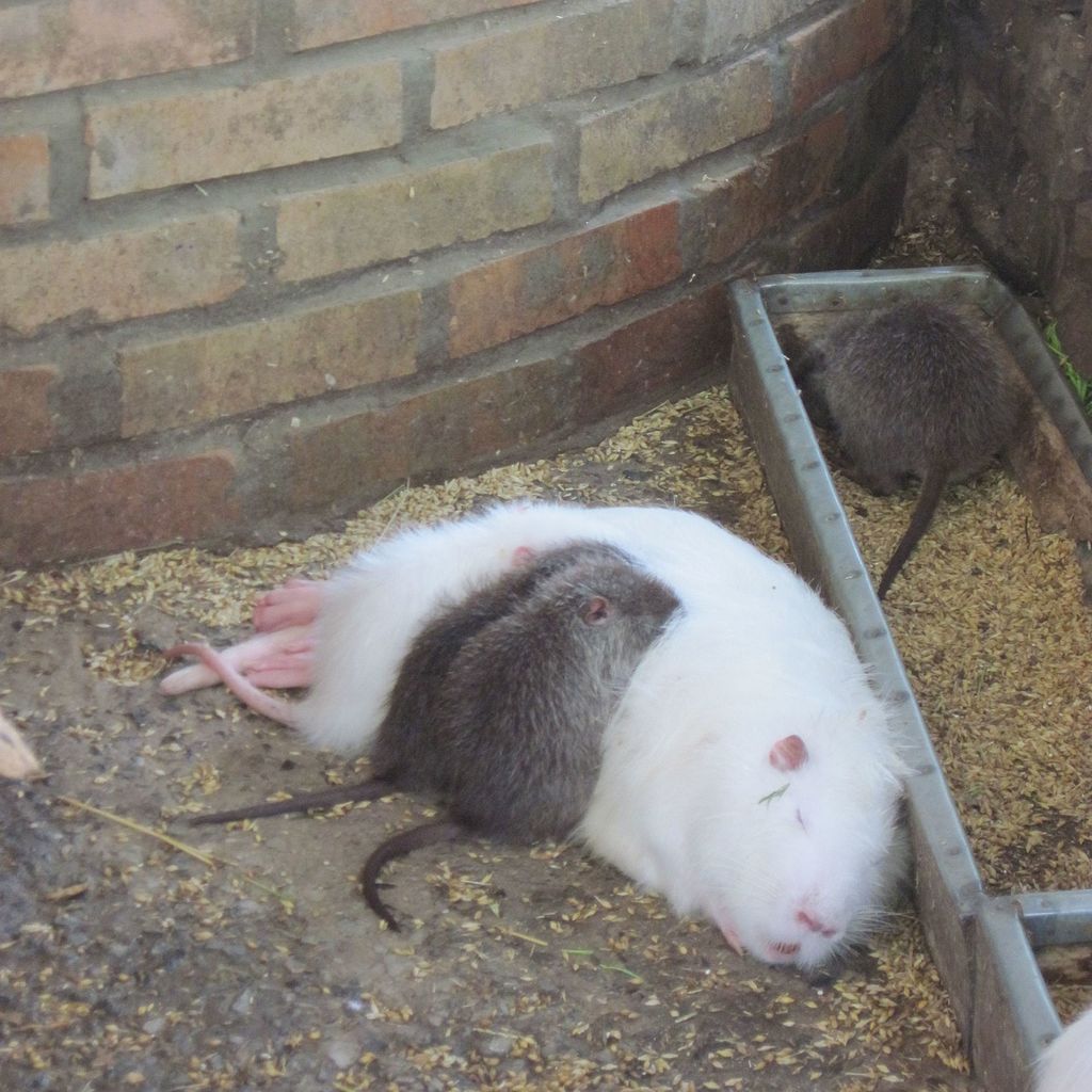 30 animaux albinos : entre rareté et beauté insolite 30 animaux albinos 27 ragondin 30-animaux-albinos-27-ragondin