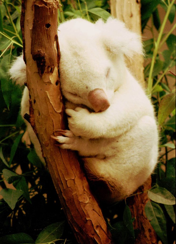 30 animaux albinos : entre rareté et beauté insolite 30 animaux albinos 29 koala 1 Koala albinos sur une branche
