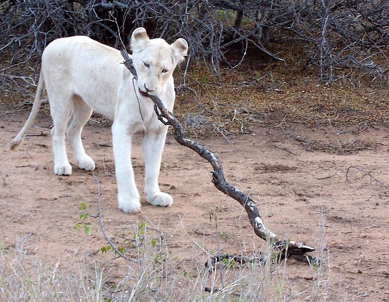 30 animaux albinos : entre rareté et beauté insolite 30 animaux albinos 6 lionne Lionne albinos, pelage immaculé