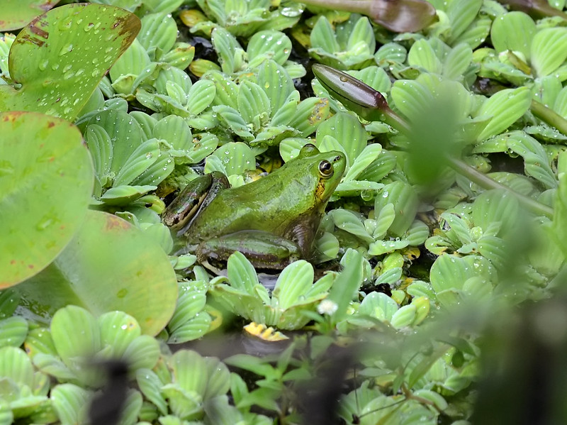 Pseudis Paradoxa la grenouille paradoxale qui réduit quand elle grandit Pseudis Paradoxa la grenouille paradoxale 2 Pseudis-Paradoxa-la-grenouille-paradoxale-2