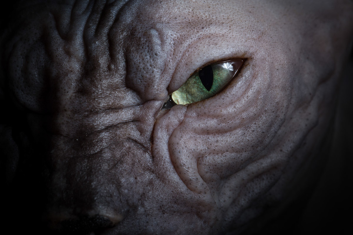 La beauté des chats Sphynx par Alicia Rius la beaute des chats sphynx par alicia rius 1 La beauté des chats Sphynx par Alicia Rius 1