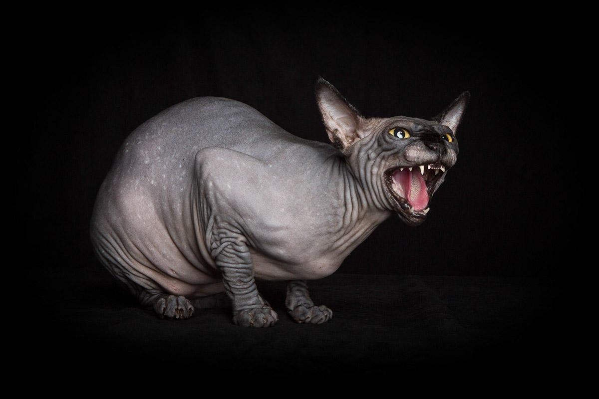 La beauté des chats Sphynx par Alicia Rius la beaute des chats sphynx par alicia rius 10 La beauté des chats Sphynx par Alicia Rius 10
