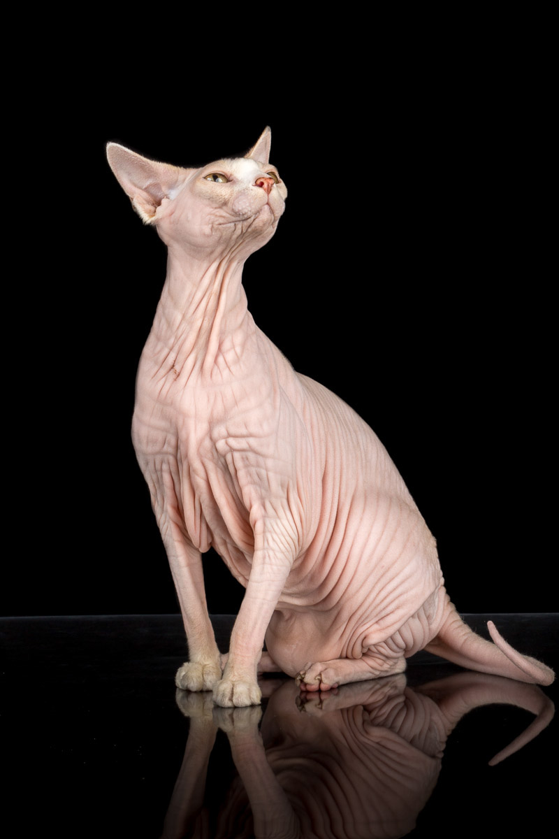La beauté des chats Sphynx par Alicia Rius la beaute des chats sphynx par alicia rius 13 La beauté des chats Sphynx par Alicia Rius 13