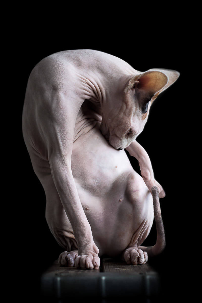La beauté des chats Sphynx par Alicia Rius la beaute des chats sphynx par alicia rius 15 La beauté des chats Sphynx par Alicia Rius 15