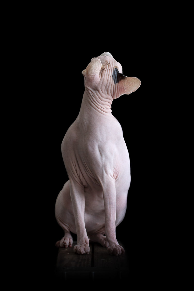 La beauté des chats Sphynx par Alicia Rius la beaute des chats sphynx par alicia rius 16 La beauté des chats Sphynx par Alicia Rius 16