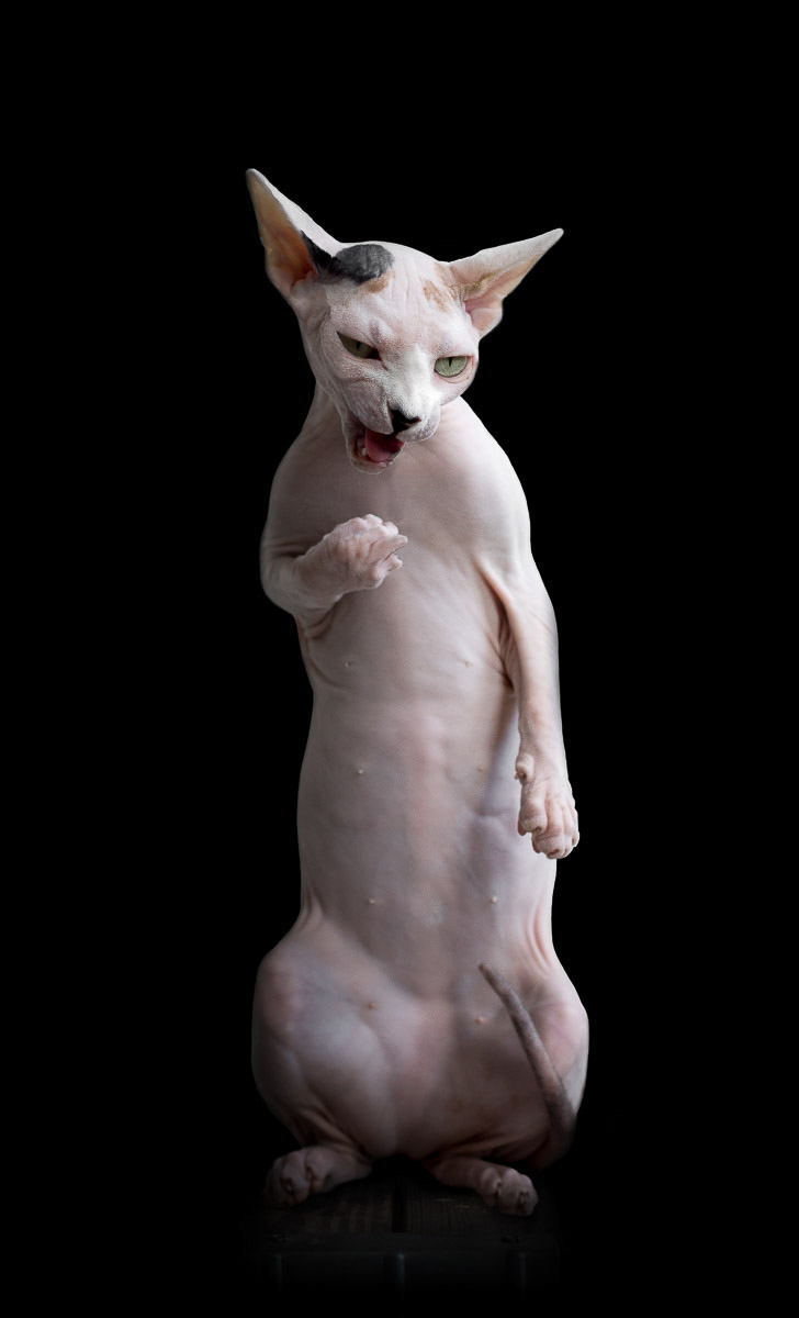 La beauté des chats Sphynx par Alicia Rius la beaute des chats sphynx par alicia rius 17 La beauté des chats Sphynx par Alicia Rius 17