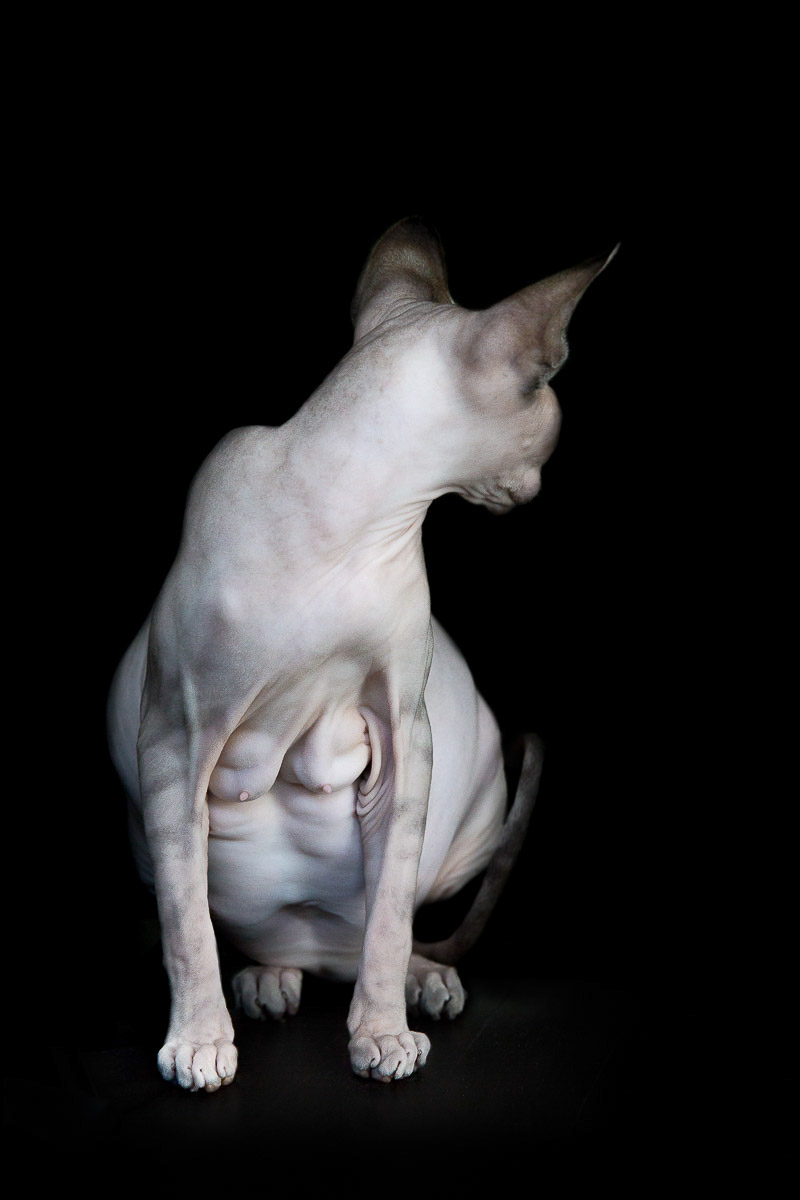 La beauté des chats Sphynx par Alicia Rius la beaute des chats sphynx par alicia rius 18 La beauté des chats Sphynx par Alicia Rius 18