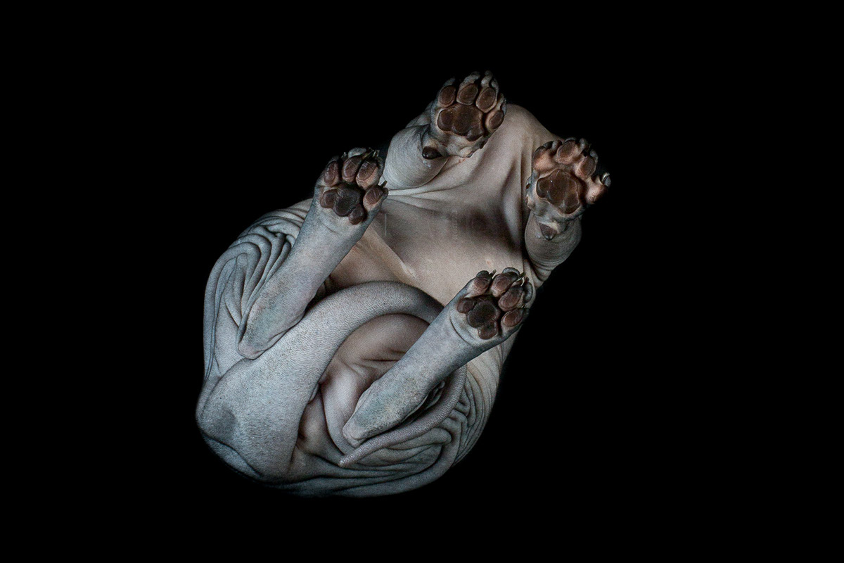 La beauté des chats Sphynx par Alicia Rius la beaute des chats sphynx par alicia rius 2 La beauté des chats Sphynx par Alicia Rius 2