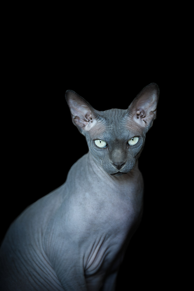 La beauté des chats Sphynx par Alicia Rius la beaute des chats sphynx par alicia rius 20 La beauté des chats Sphynx par Alicia Rius 20
