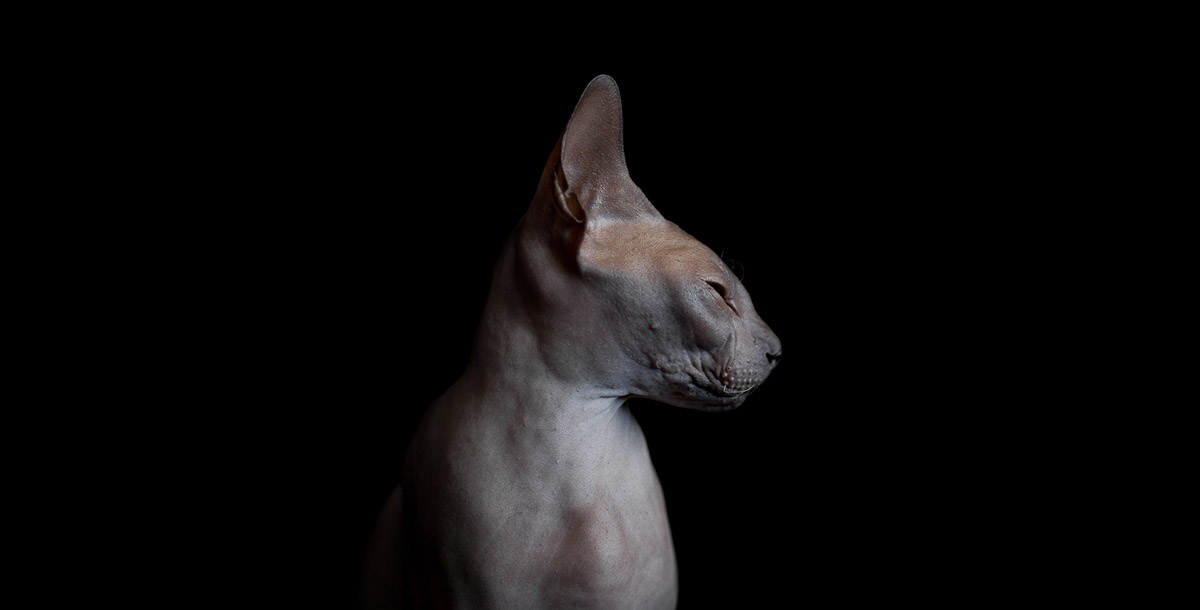 La beauté des chats Sphynx par Alicia Rius la beaute des chats sphynx par alicia rius 4 La beauté des chats Sphynx par Alicia Rius 4