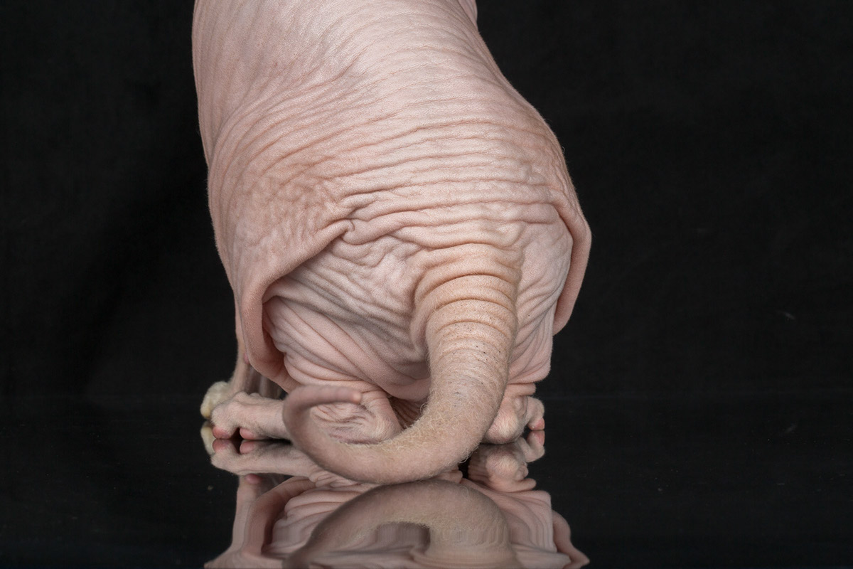 La beauté des chats Sphynx par Alicia Rius la beaute des chats sphynx par alicia rius 6 La beauté des chats Sphynx par Alicia Rius 6