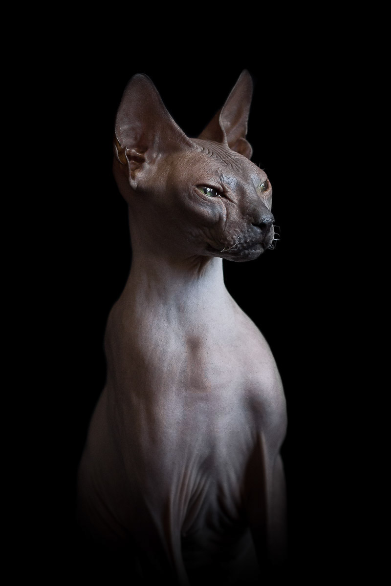 La beauté des chats Sphynx par Alicia Rius la beaute des chats sphynx par alicia rius 8 La beauté des chats Sphynx par Alicia Rius 8