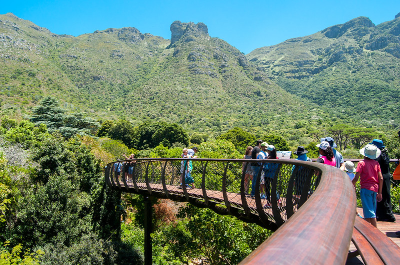 Un pont au dessus de la canopée de Kirstenbosch un pont au dessus de la canopee de Kirstenbosch 3 Tree Canopy – Boomslang