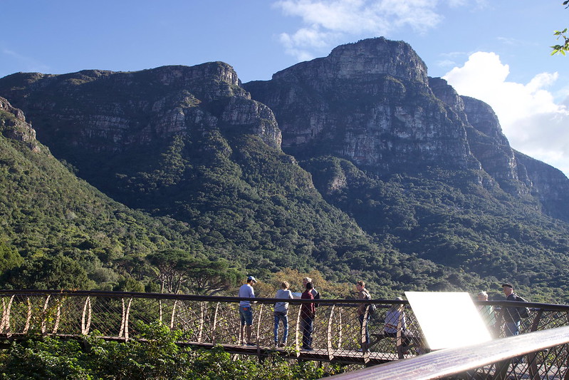 Un pont au dessus de la canopée de Kirstenbosch un pont au dessus de la canopee de Kirstenbosch 4 un-pont-au-dessus-de-la-canopee-de-Kirstenbosch-4