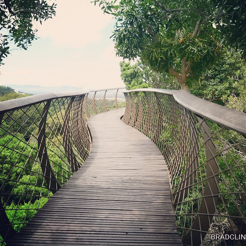 Un pont au dessus de la canopée de Kirstenbosch un pont au dessus de la canopee de Kirstenbosch 5 un-pont-au-dessus-de-la-canopee-de-Kirstenbosch-5