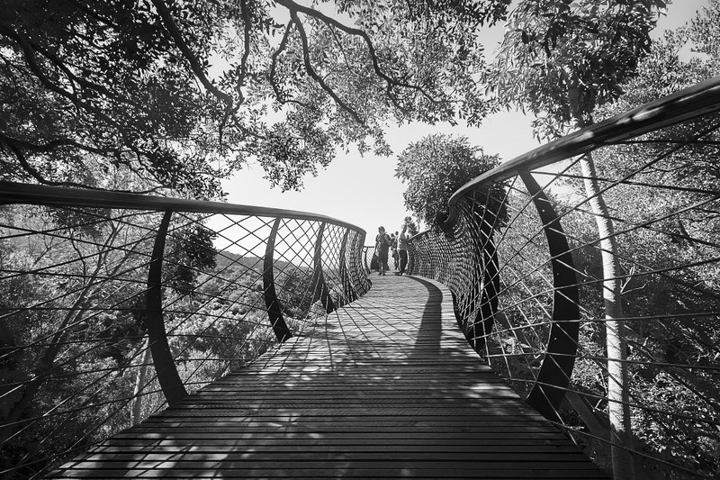 Un pont au dessus de la canopée de Kirstenbosch un pont au dessus de la canopee de Kirstenbosch 6 un-pont-au-dessus-de-la-canopee-de-Kirstenbosch-6