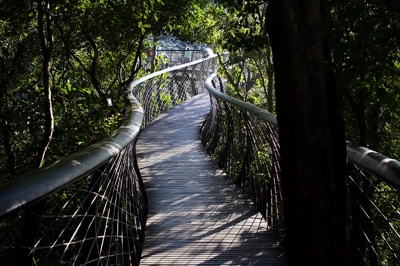Un pont au dessus de la canopée de Kirstenbosch un pont au dessus de la canopee de Kirstenbosch 7 un-pont-au-dessus-de-la-canopee-de-Kirstenbosch-7