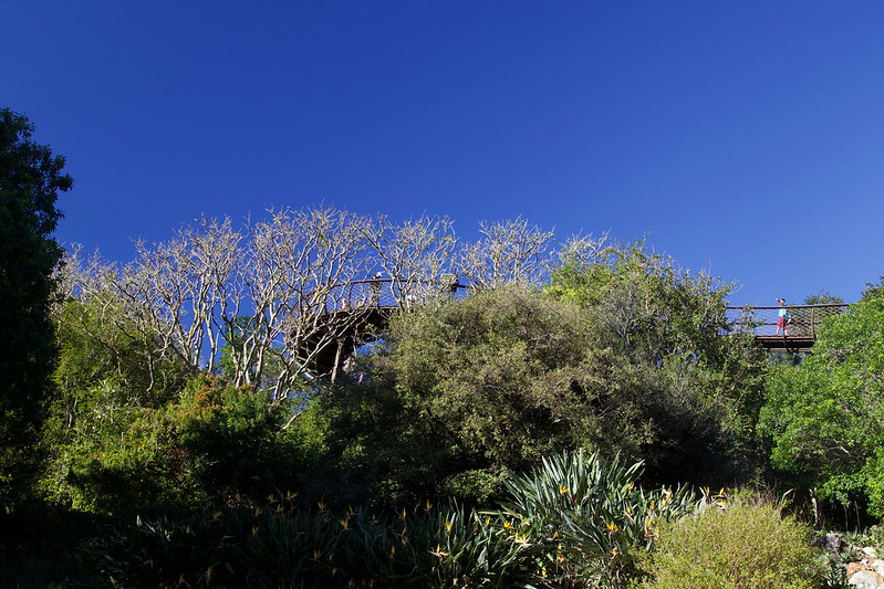 Un pont au dessus de la canopée de Kirstenbosch un pont au dessus de la canopee de Kirstenbosch 8 un-pont-au-dessus-de-la-canopee-de-Kirstenbosch-8