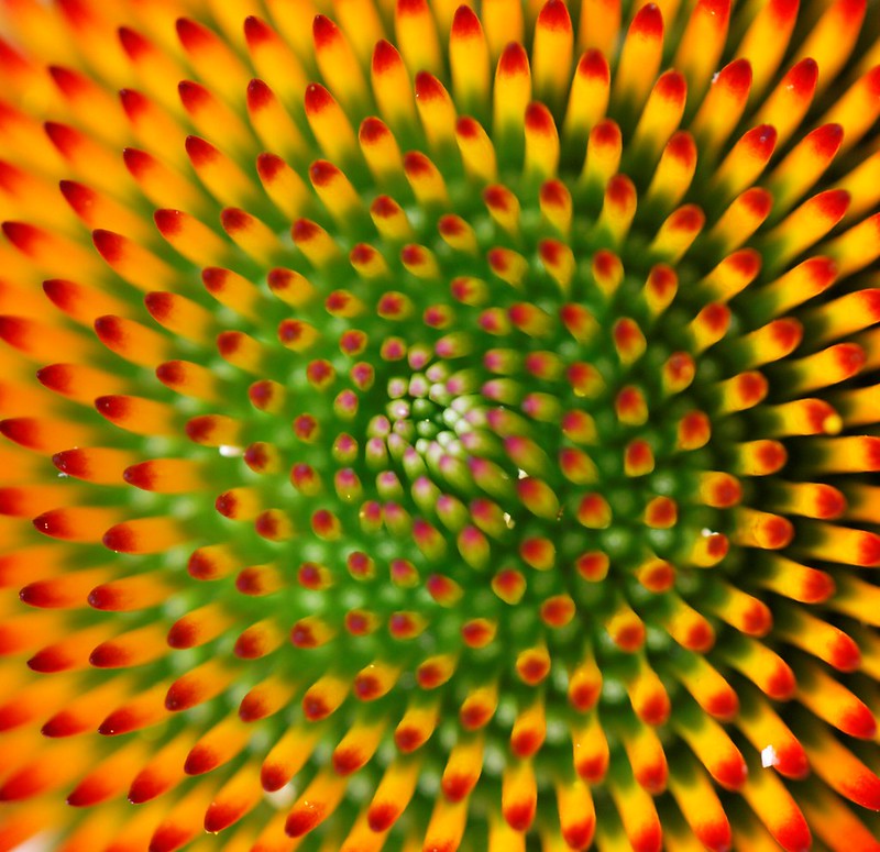 20 plantes aux formes géométriques 20 plantes aux formes geometriques 10 20-plantes-aux-formes-geometriques-10