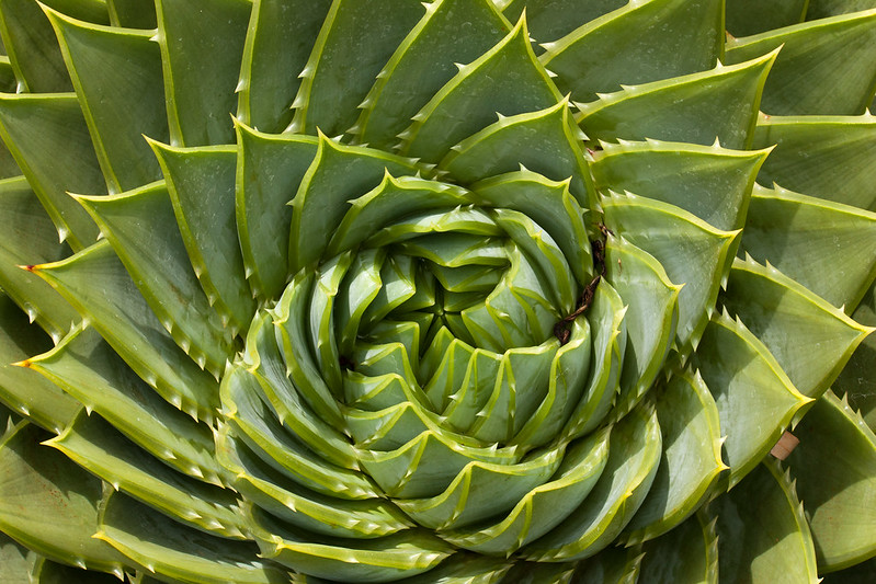 20 plantes aux formes géométriques 20 plantes aux formes geometriques 11 20-plantes-aux-formes-geometriques-11