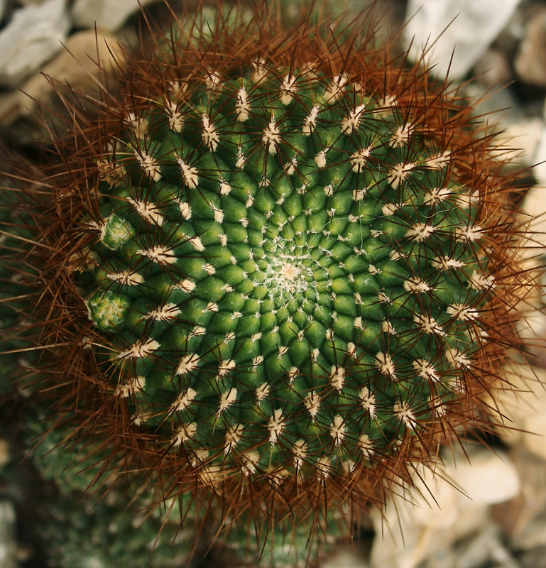 20 plantes aux formes géométriques 20 plantes aux formes geometriques 12 20-plantes-aux-formes-geometriques-12