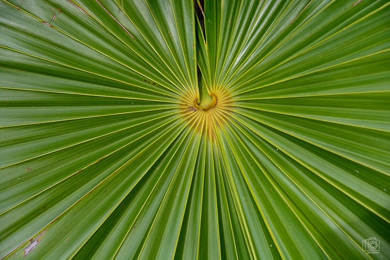 20 plantes aux formes géométriques 20 plantes aux formes geometriques 13 20-plantes-aux-formes-geometriques-13