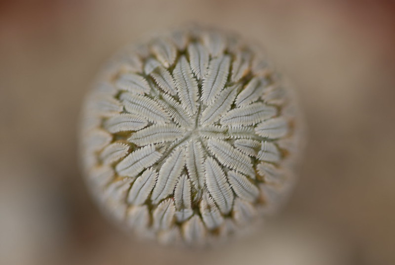 20 plantes aux formes géométriques 20 plantes aux formes geometriques 14 20-plantes-aux-formes-geometriques-14