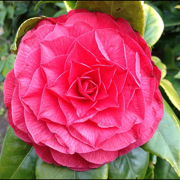 20 plantes aux formes géométriques 20 plantes aux formes geometriques 15 20-plantes-aux-formes-geometriques-15