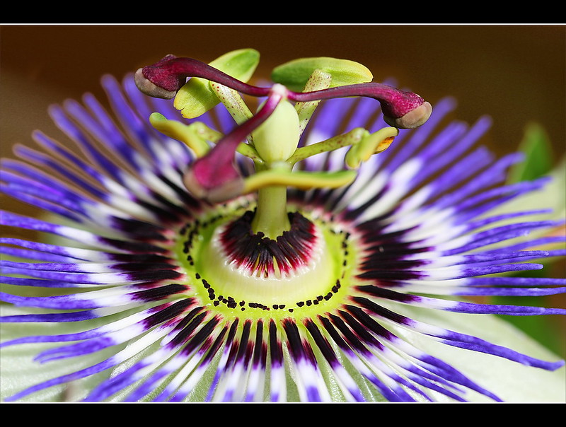 20 plantes aux formes géométriques 20 plantes aux formes geometriques 17 20-plantes-aux-formes-geometriques-17