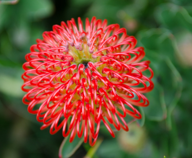 20 plantes aux formes géométriques 20 plantes aux formes geometriques 19 20-plantes-aux-formes-geometriques-19