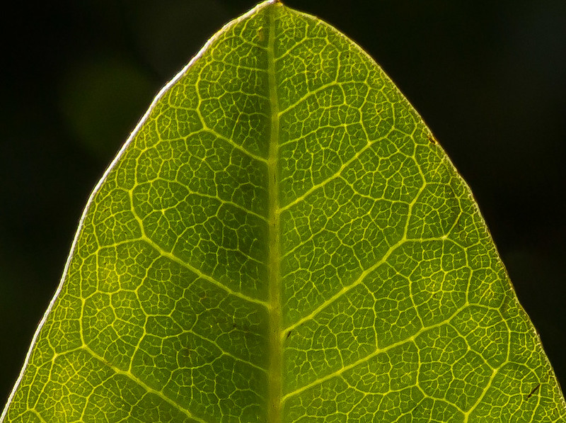 20 plantes aux formes géométriques 20 plantes aux formes geometriques 2 20-plantes-aux-formes-geometriques-2