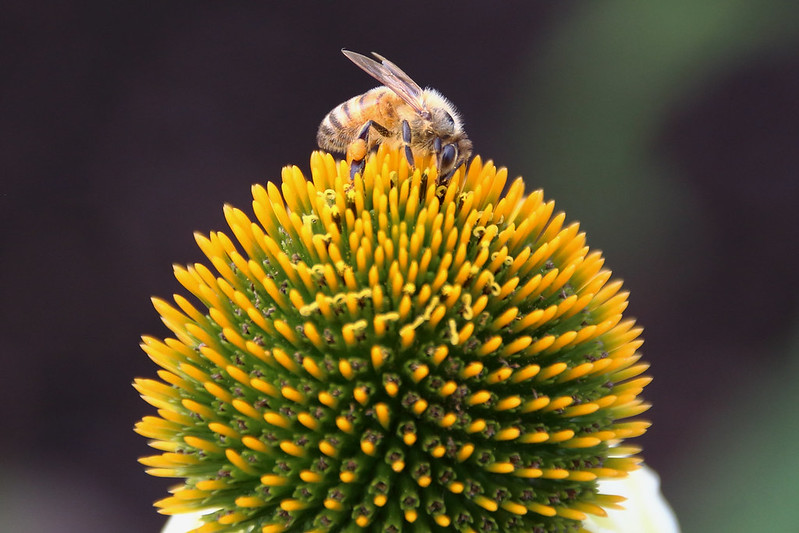 20 plantes aux formes géométriques 20 plantes aux formes geometriques 20 20-plantes-aux-formes-geometriques-20